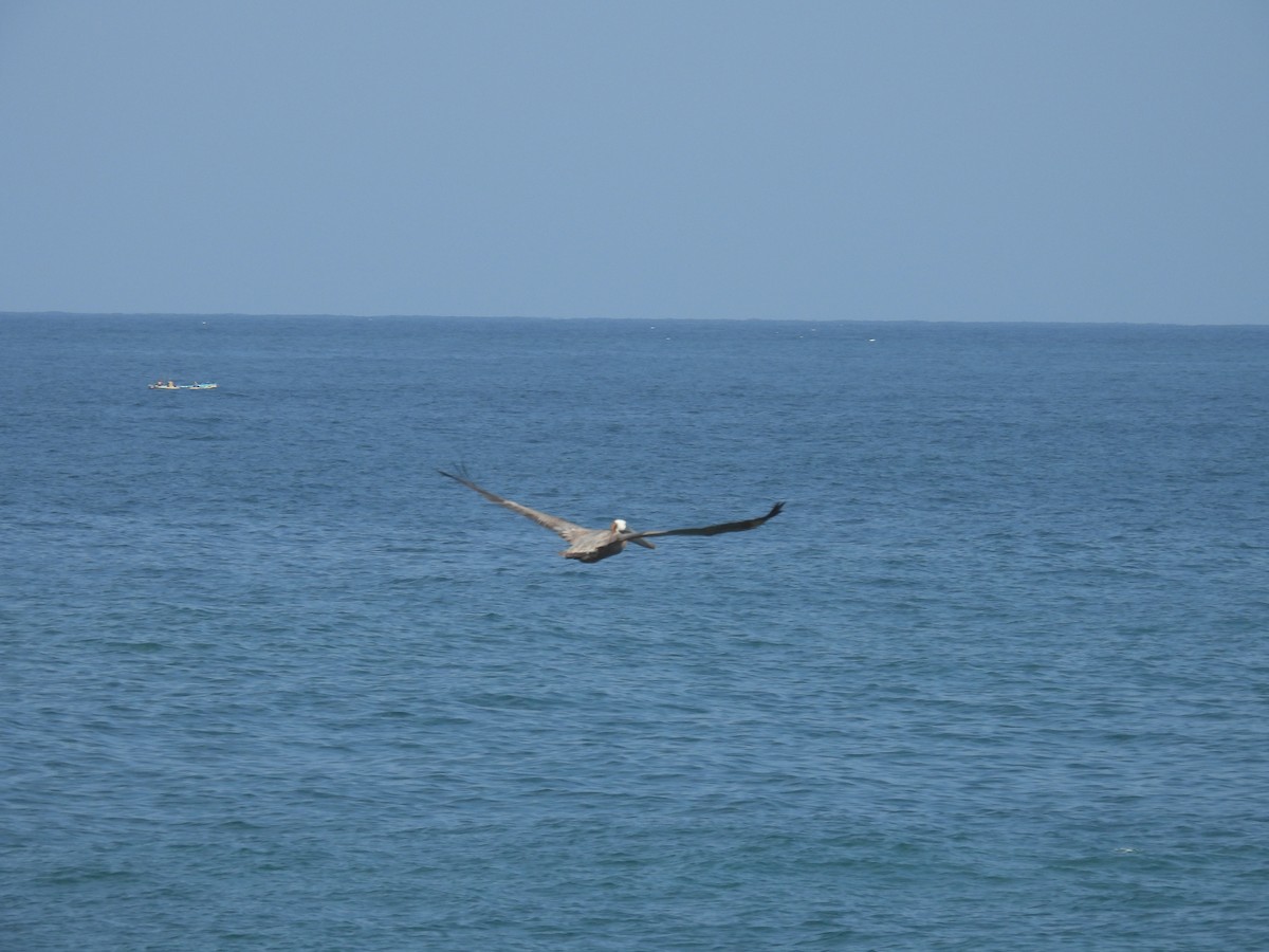 Brown Pelican - Karla Gómez