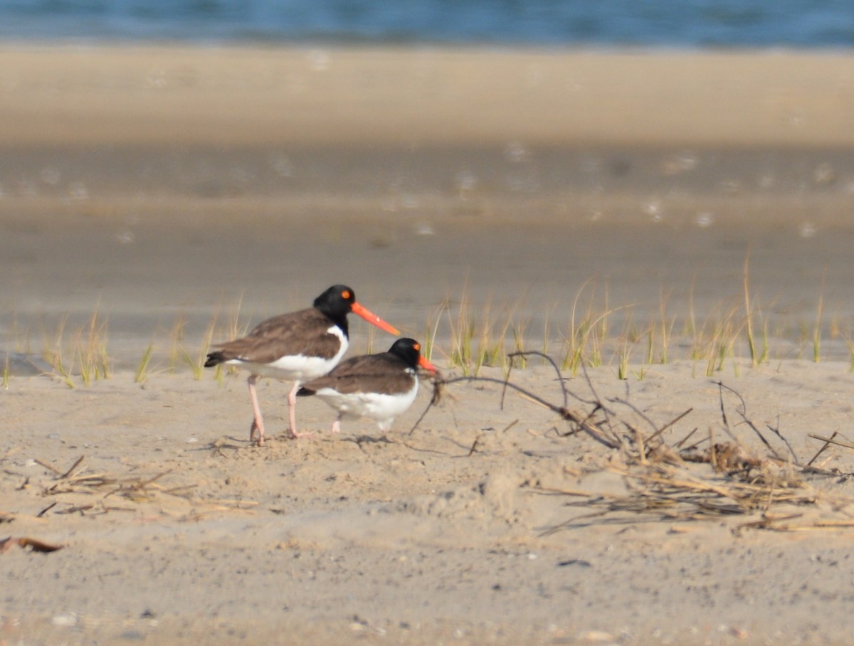 American Oystercatcher - Anonymous