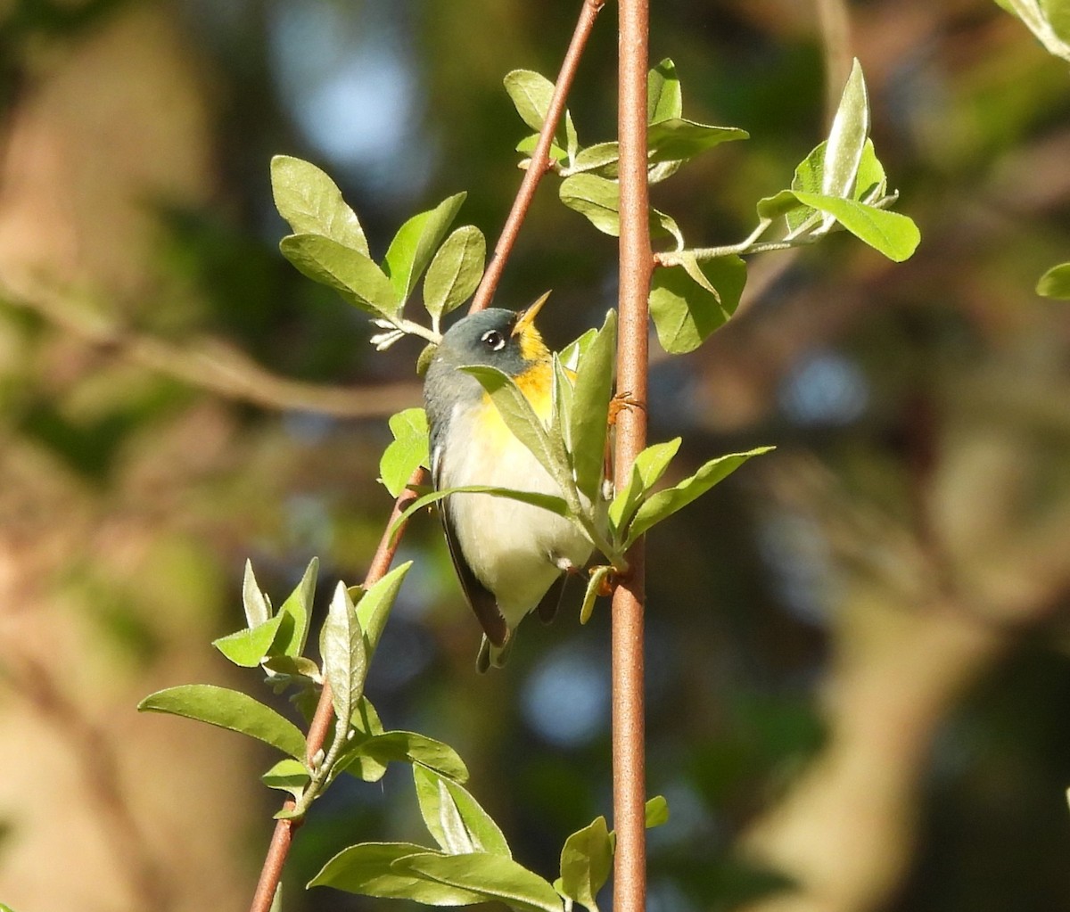 Northern Parula - George Ford