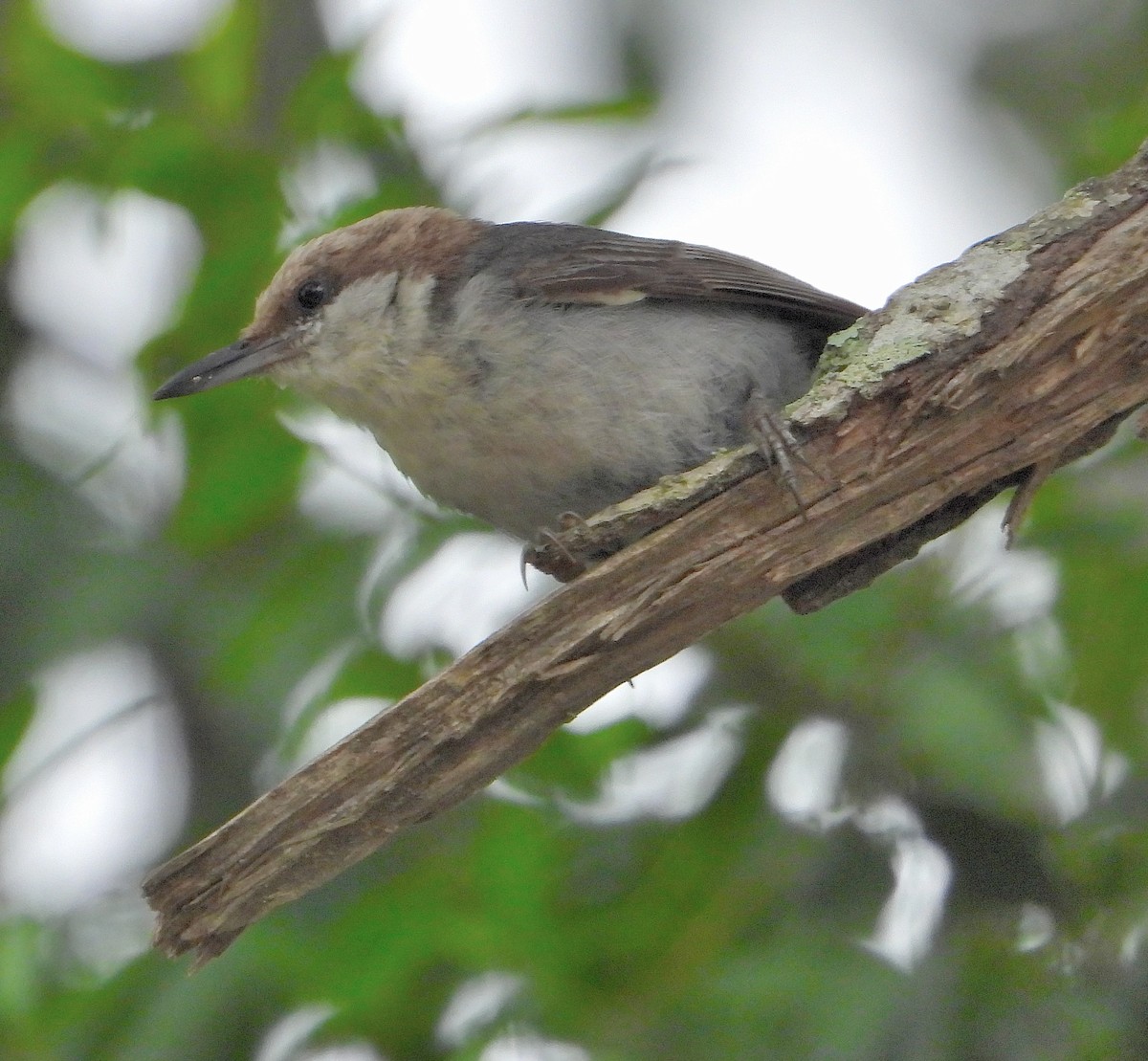 Brown-headed Nuthatch - Jay Huner