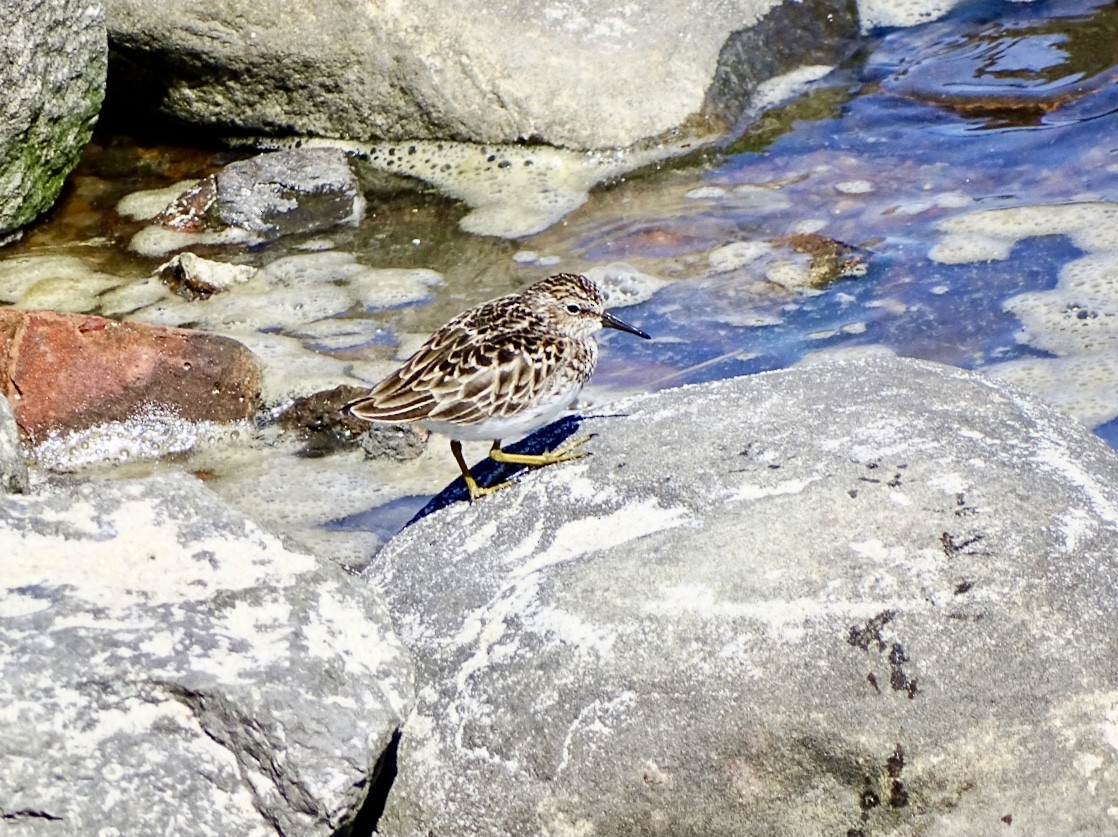 Least Sandpiper - Janet Wooten