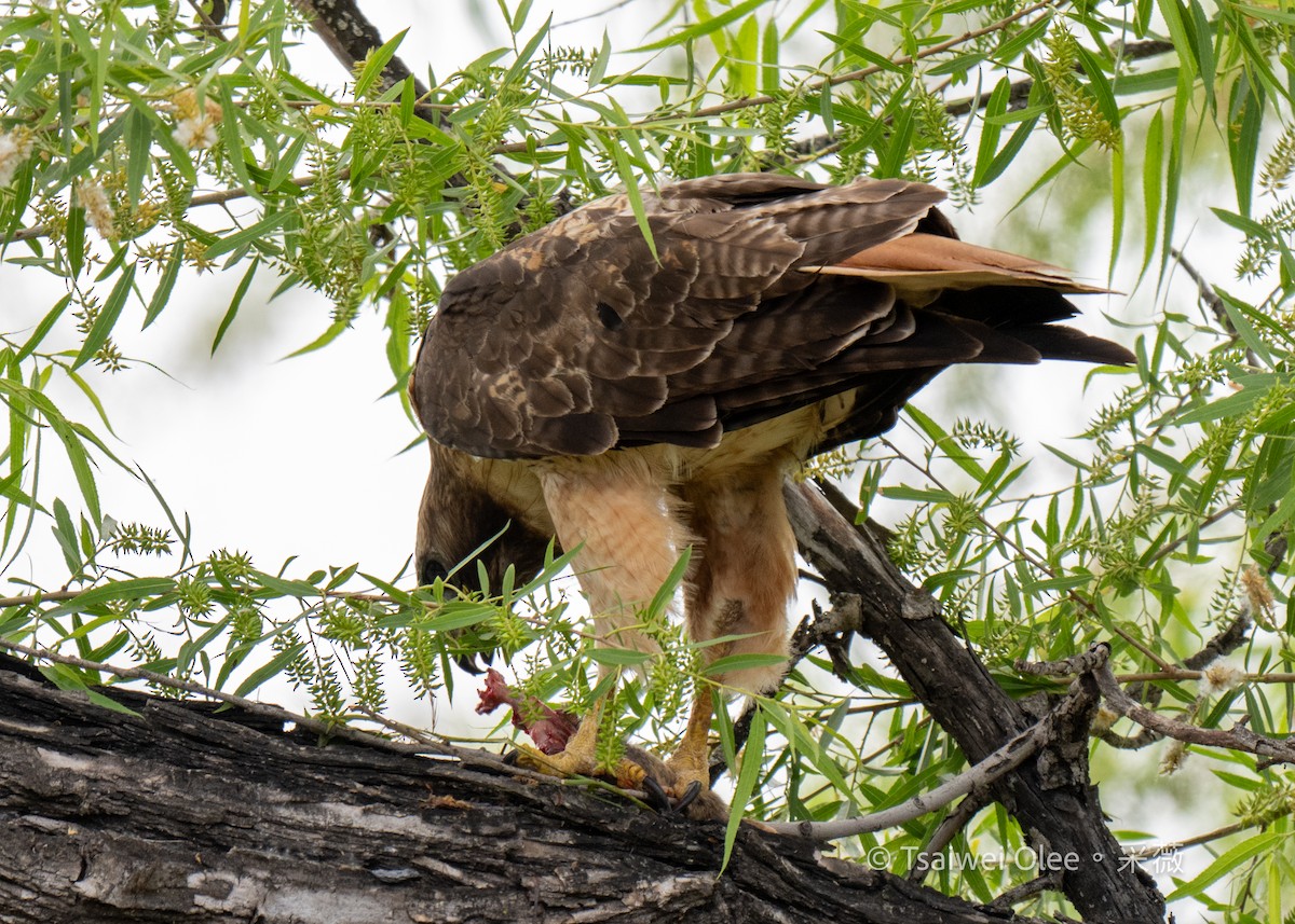 Red-tailed Hawk - Tsaiwei Olee