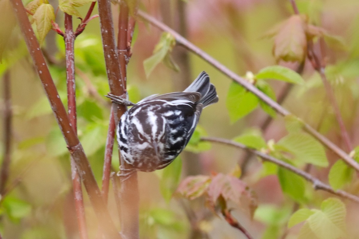 Black-and-white Warbler - Margaret Viens