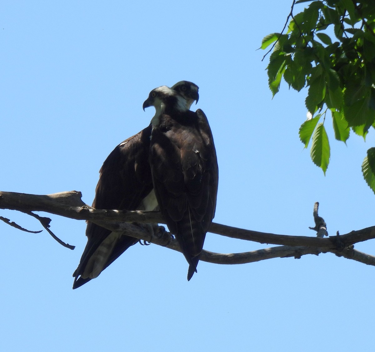 Águila Pescadora - ML618855021