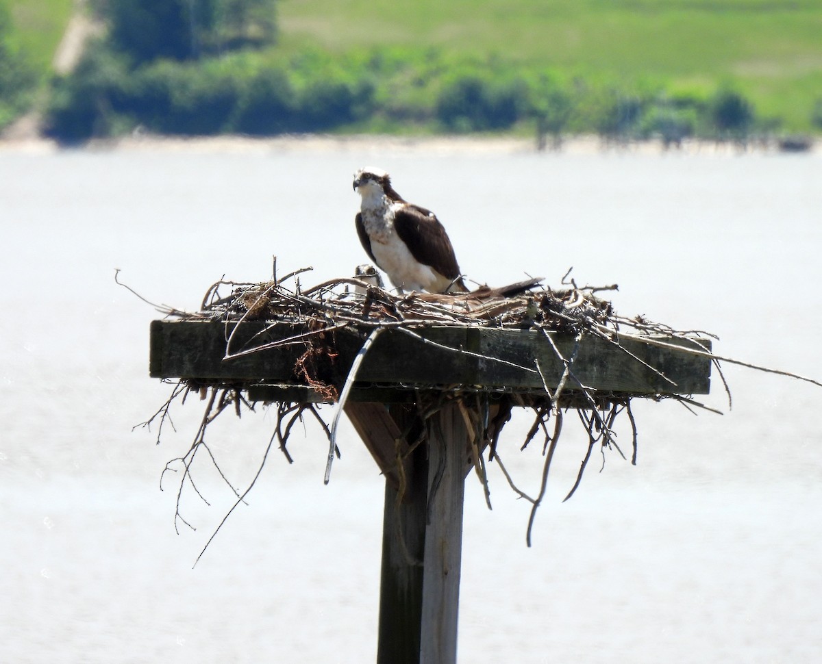 Balbuzard pêcheur - ML618855022