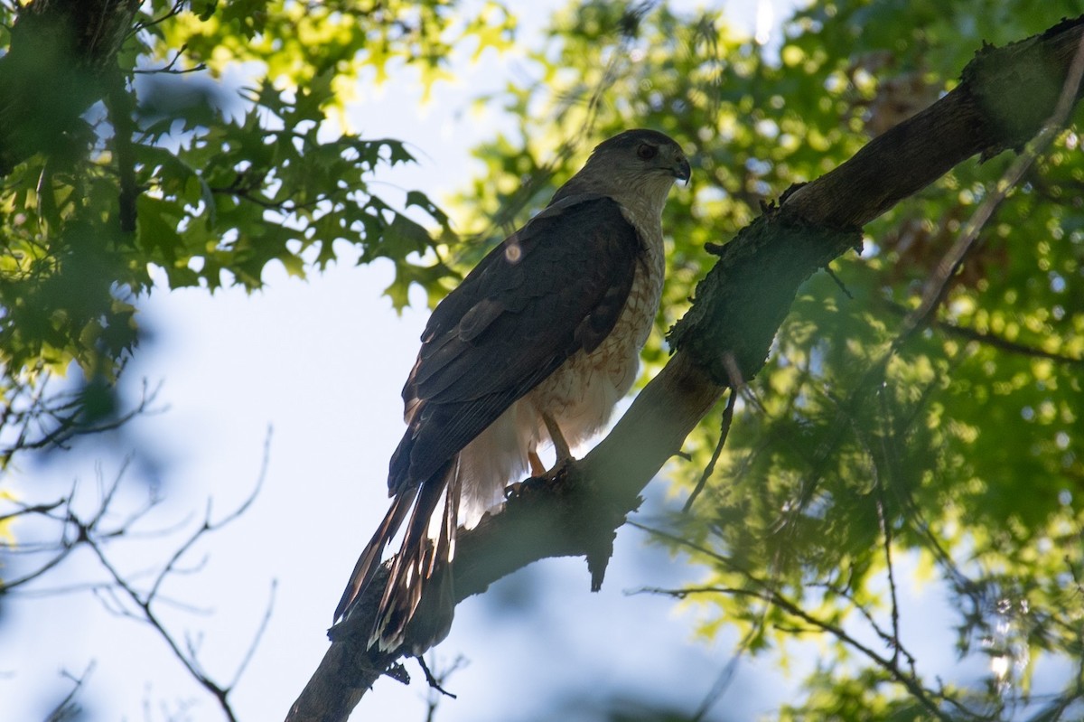 Cooper's Hawk - William Pixler