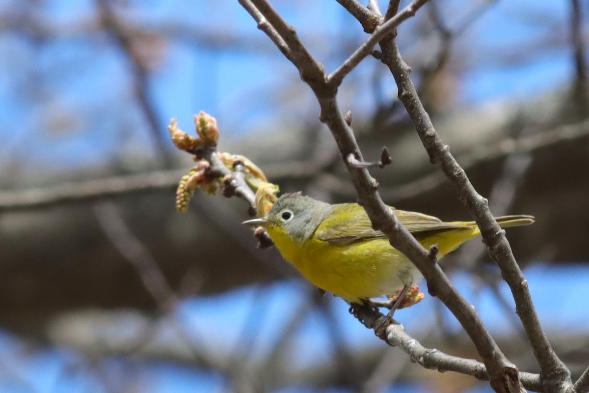 Nashville Warbler - Margaret Viens