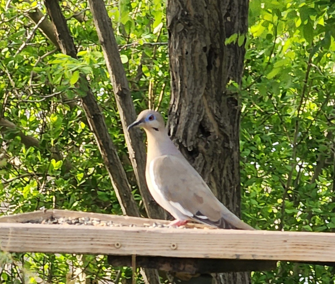 White-winged Dove - Nancy Cox