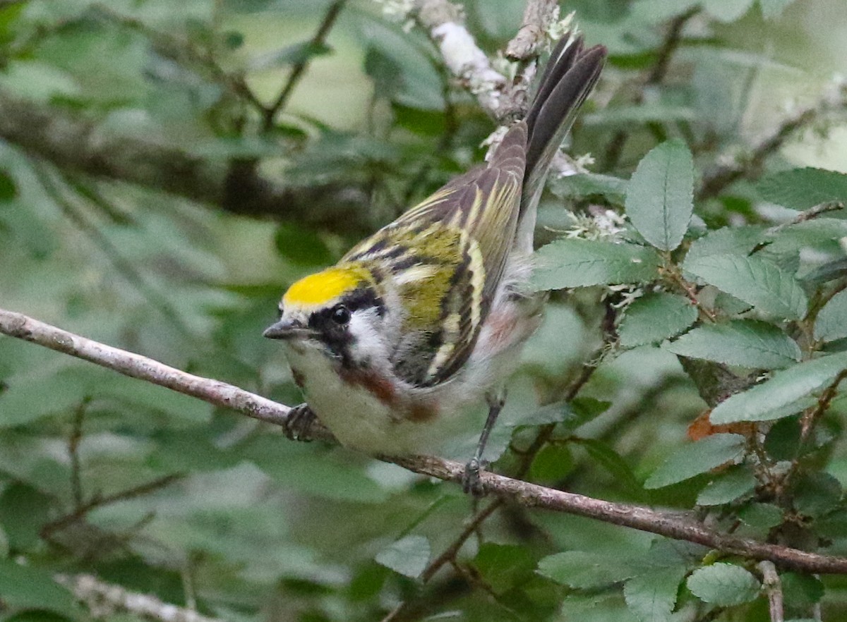 Chestnut-sided Warbler - ML618855064