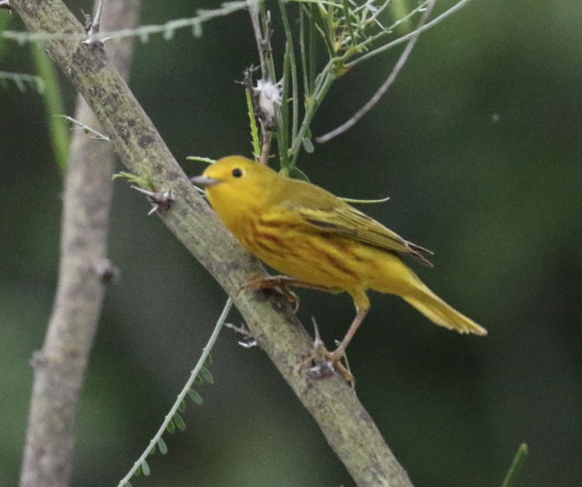 Yellow Warbler - Mark Wilson