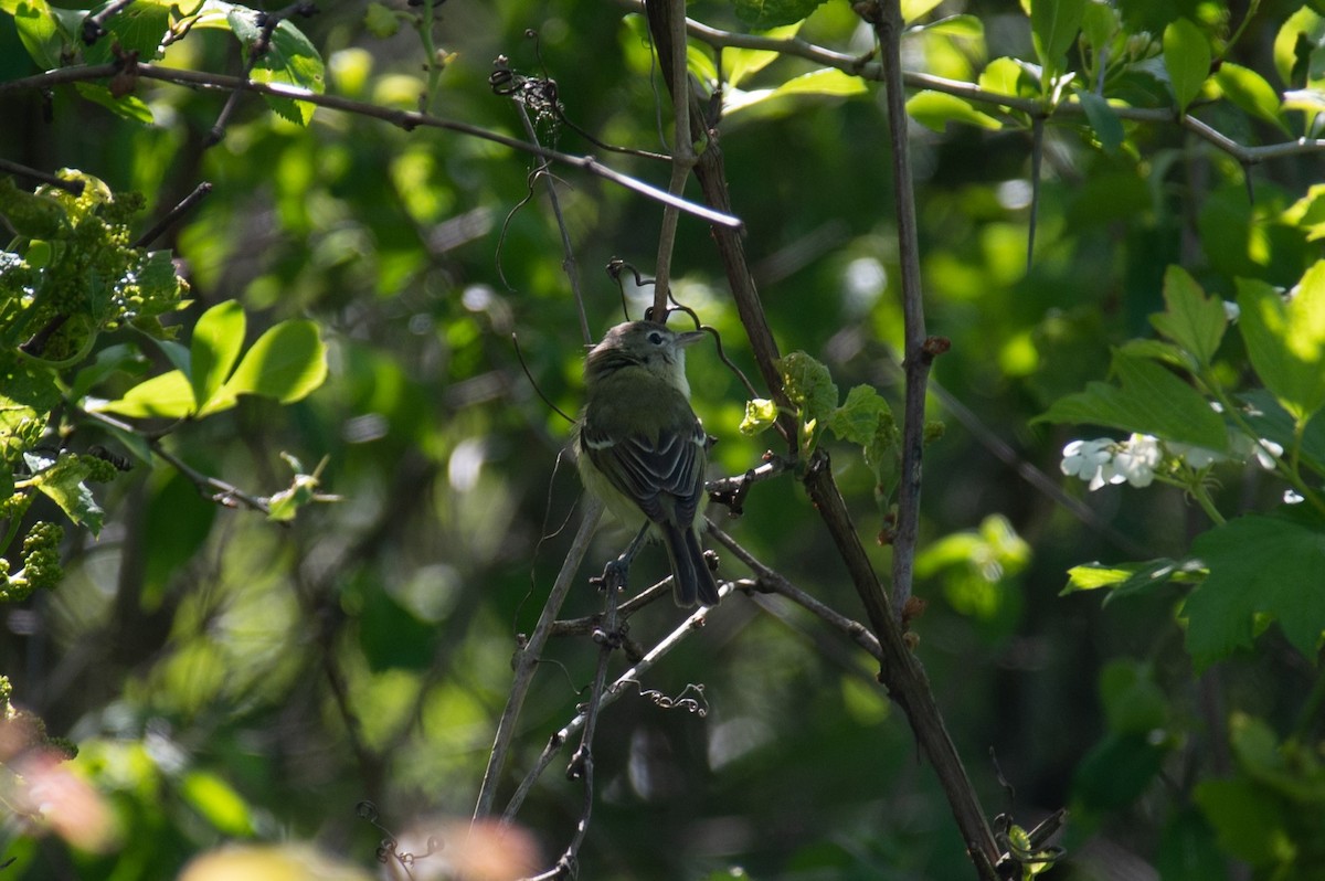 Bell's Vireo - William Pixler