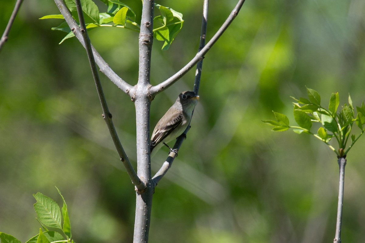 Least Flycatcher - William Pixler