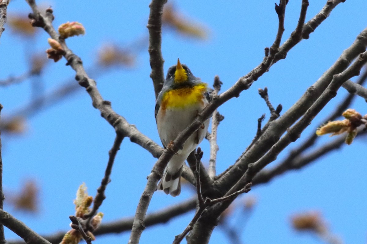 Northern Parula - Margaret Viens