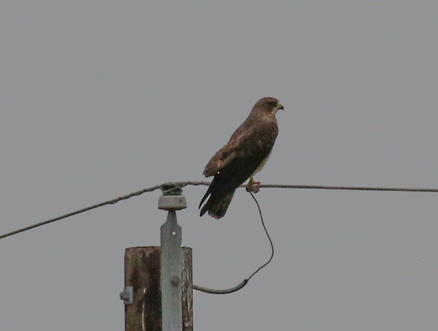 Swainson's Hawk - Mark Wilson