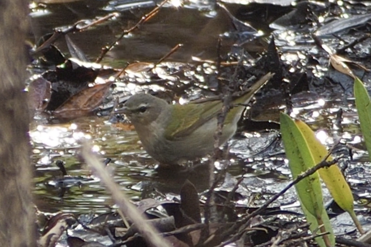 Tennessee Warbler - ML618855101