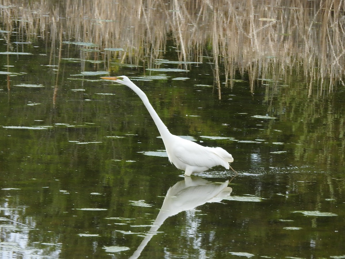 Great Egret - ML618855105