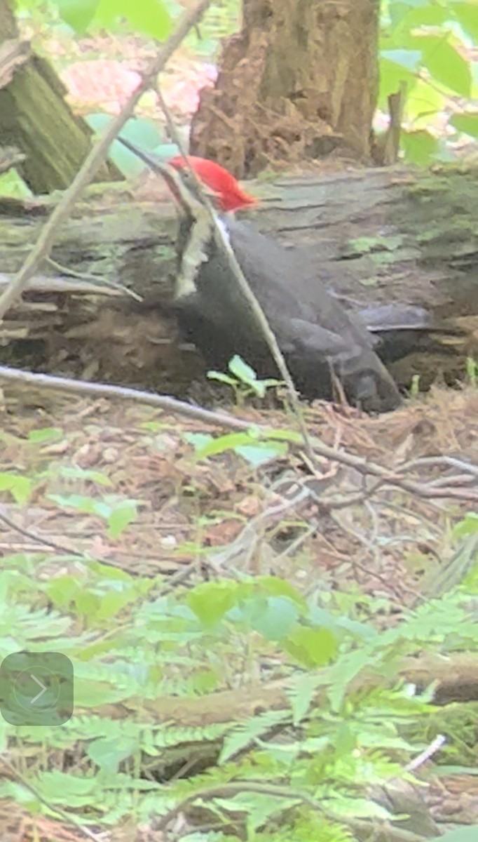 Pileated Woodpecker - Zelle Tenorio