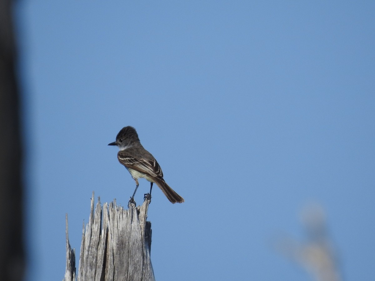 La Sagra's Flycatcher - Nicolás Díaz Pérez