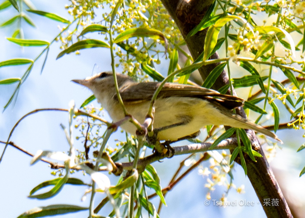 Warbling Vireo - Tsaiwei Olee