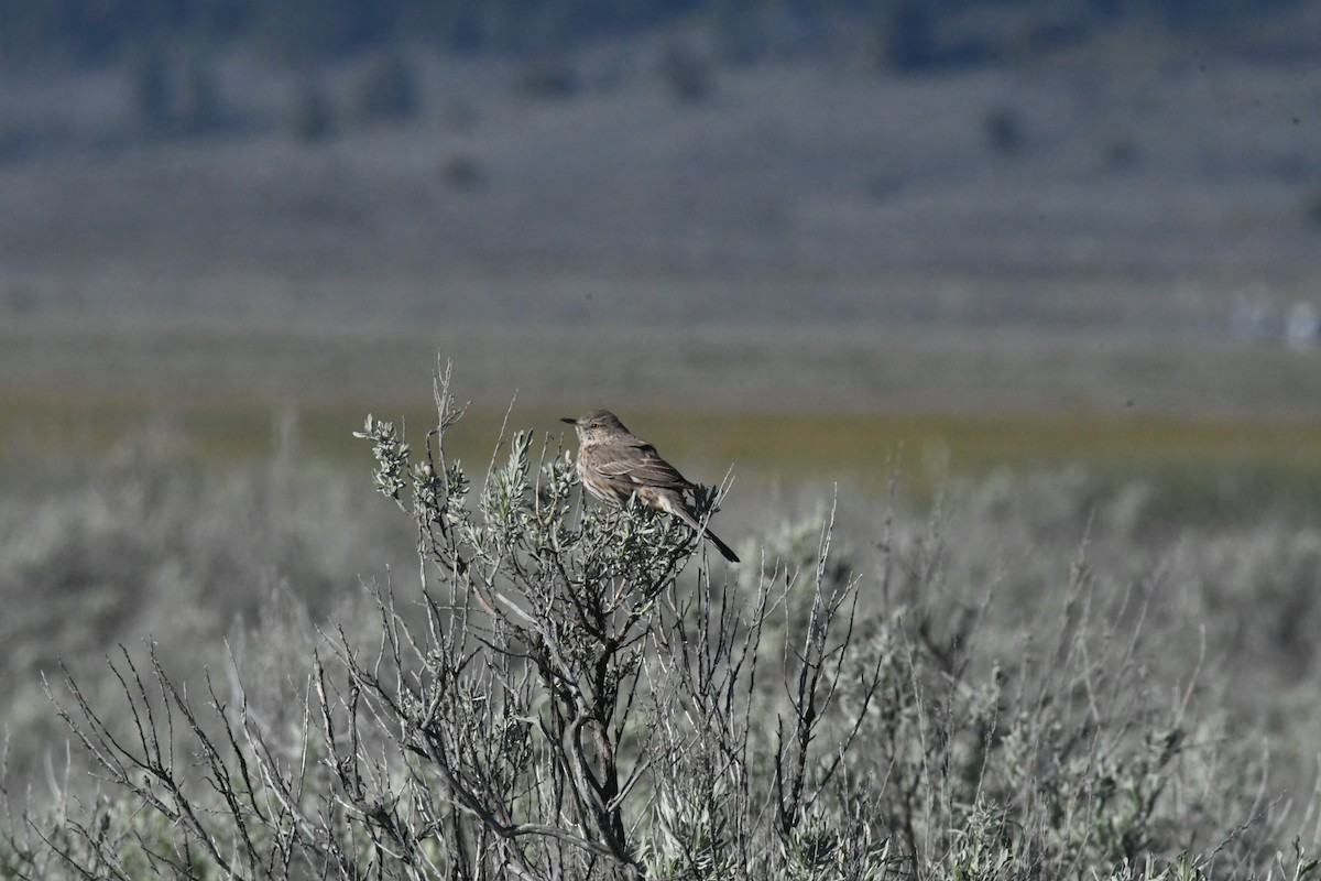 Sage Thrasher - Liz Ramsey