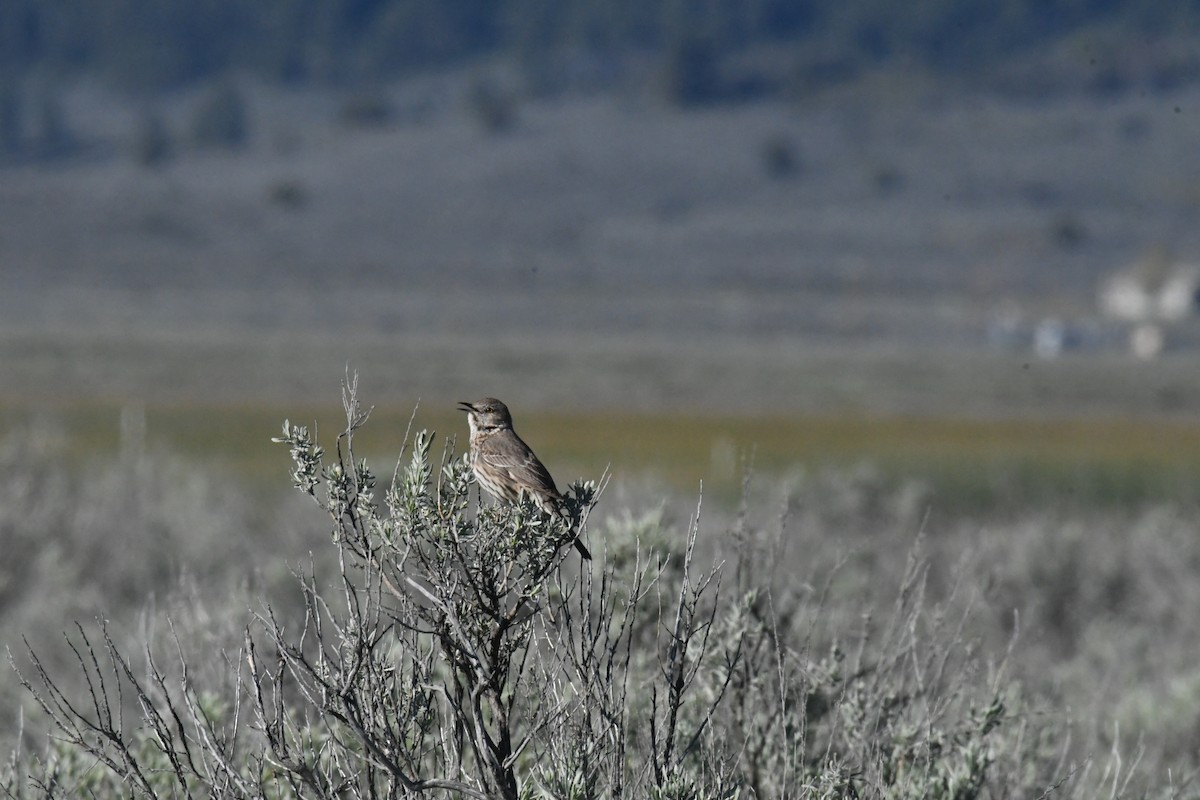 Sage Thrasher - ML618855156