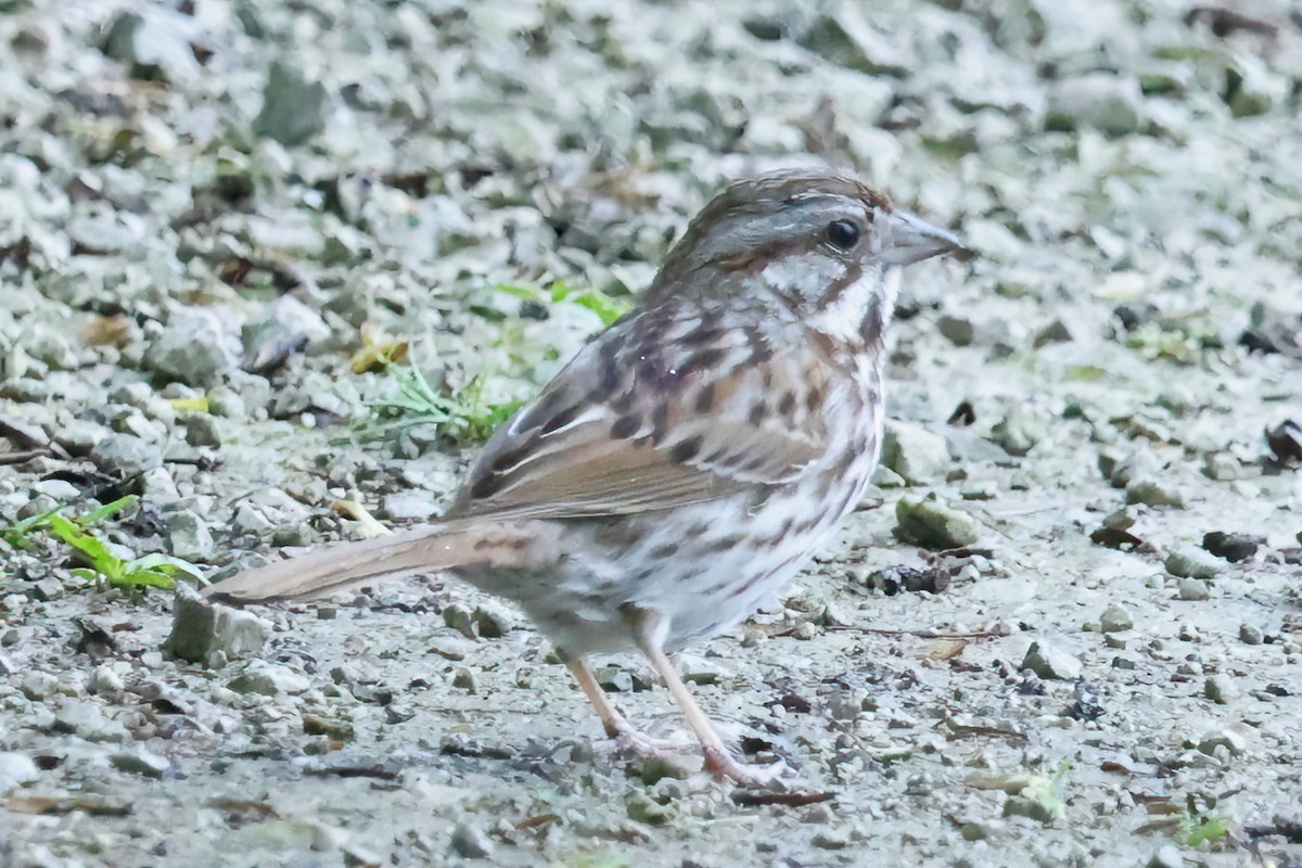 Song Sparrow - David Wilson