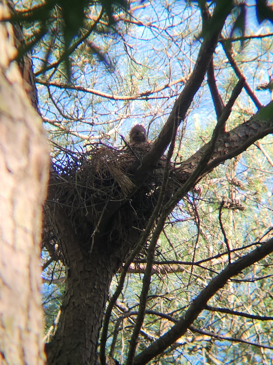 Bald Eagle - Brandon Reed