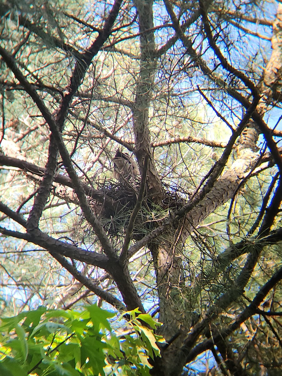 Bald Eagle - Brandon Reed