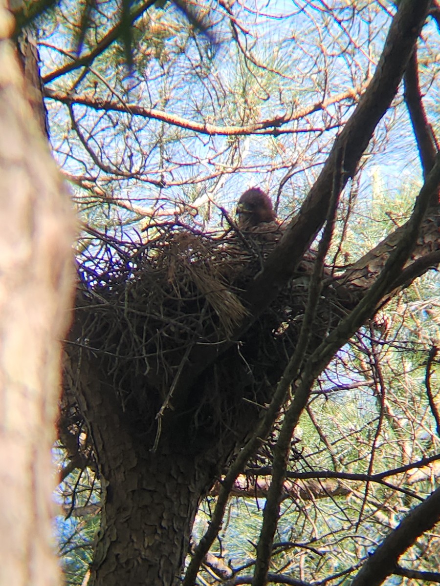 Bald Eagle - Brandon Reed