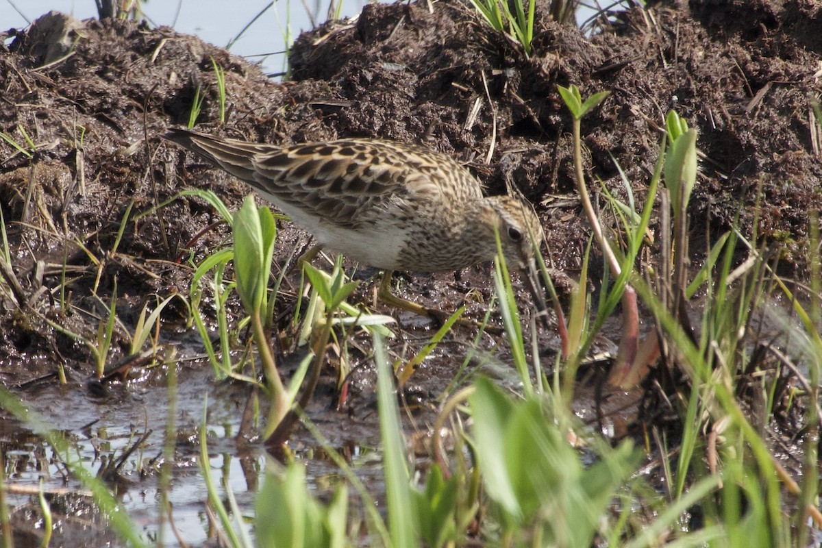 Pectoral Sandpiper - Becky Knight