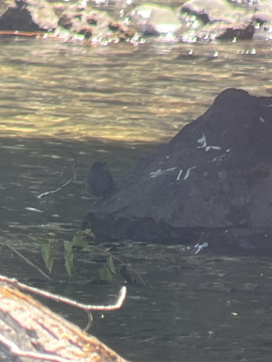 American Dipper - Pam Cahn