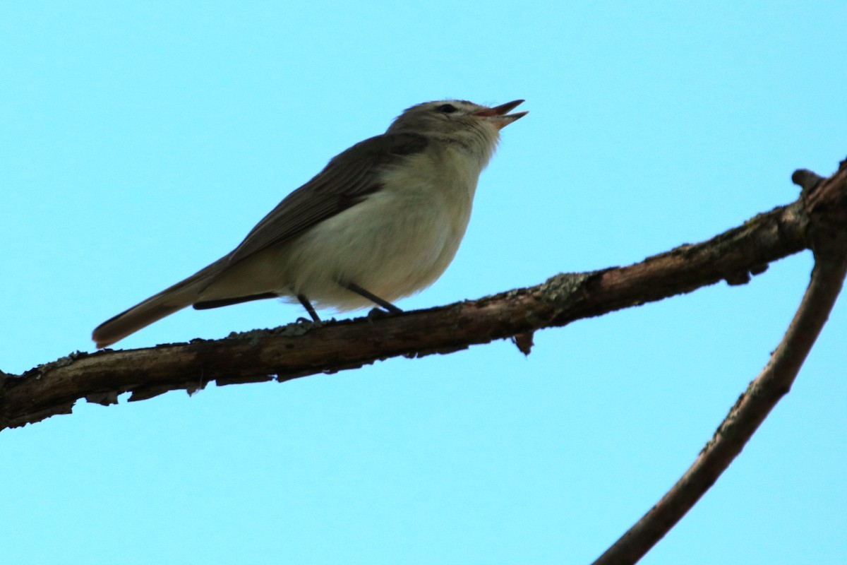 Warbling Vireo - Joli Reising