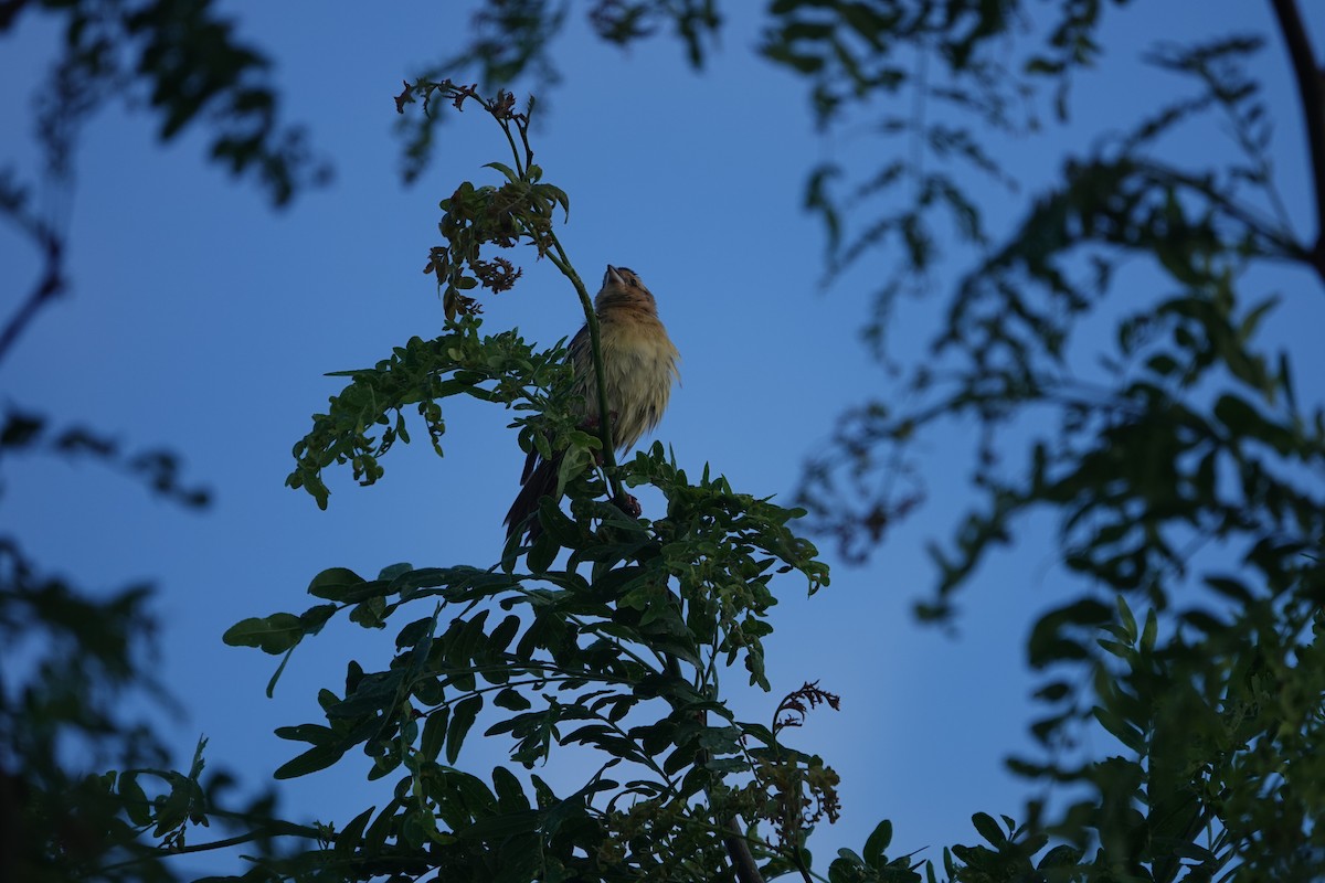 Bobolink - Evan Clark