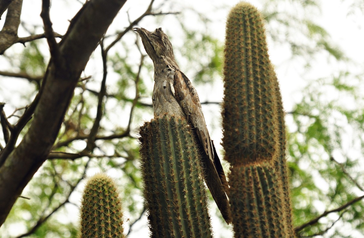 Common Potoo - Bruno França