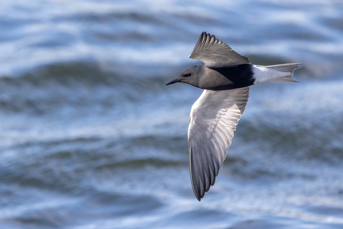 Black Tern - Greg Bodker