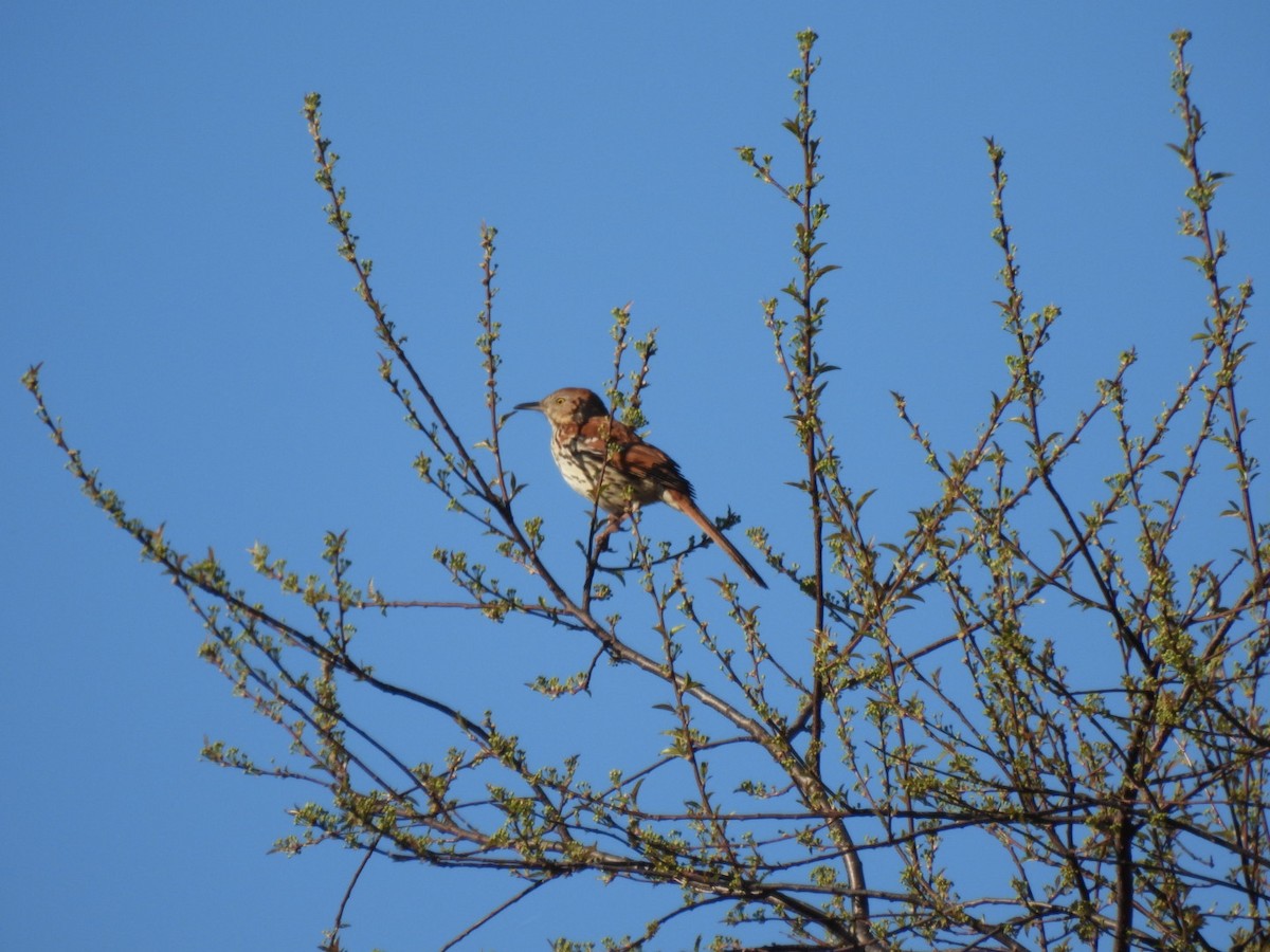 Brown Thrasher - Alison Rhodes