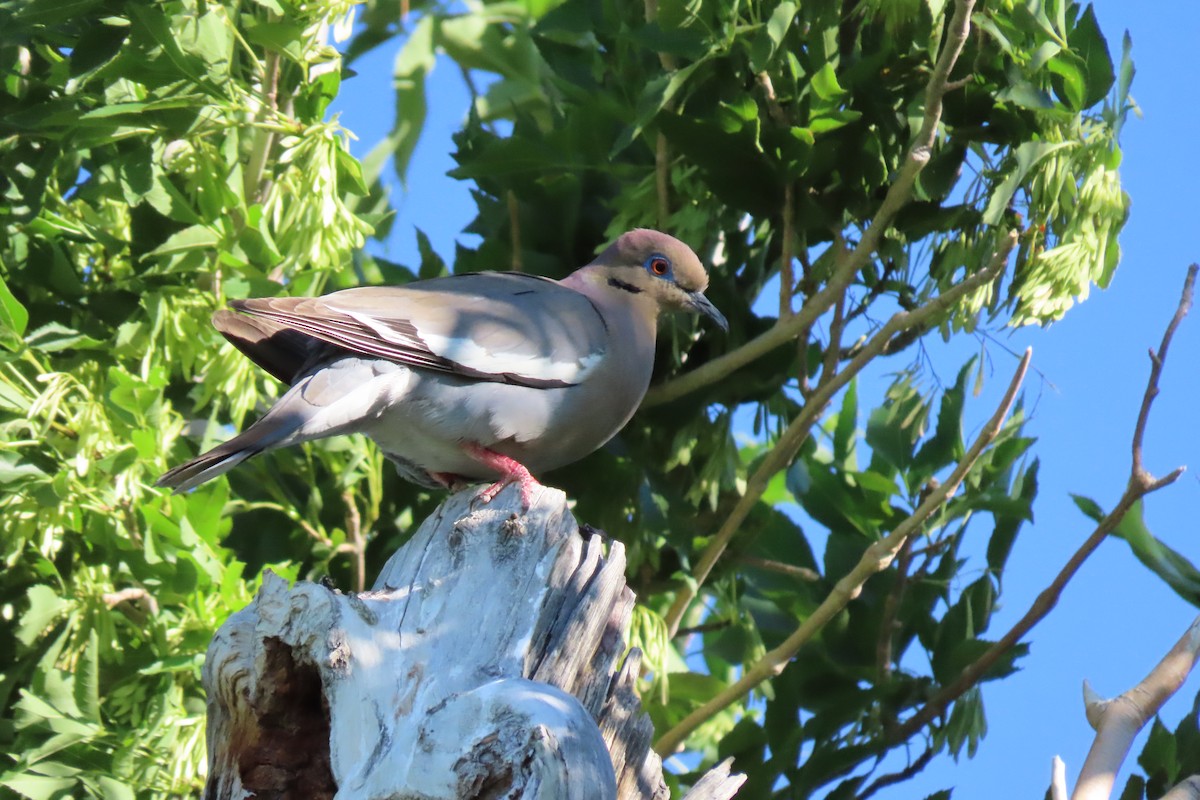 White-winged Dove - ML618855199