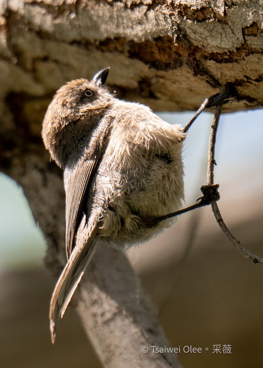 Bushtit - Tsaiwei Olee