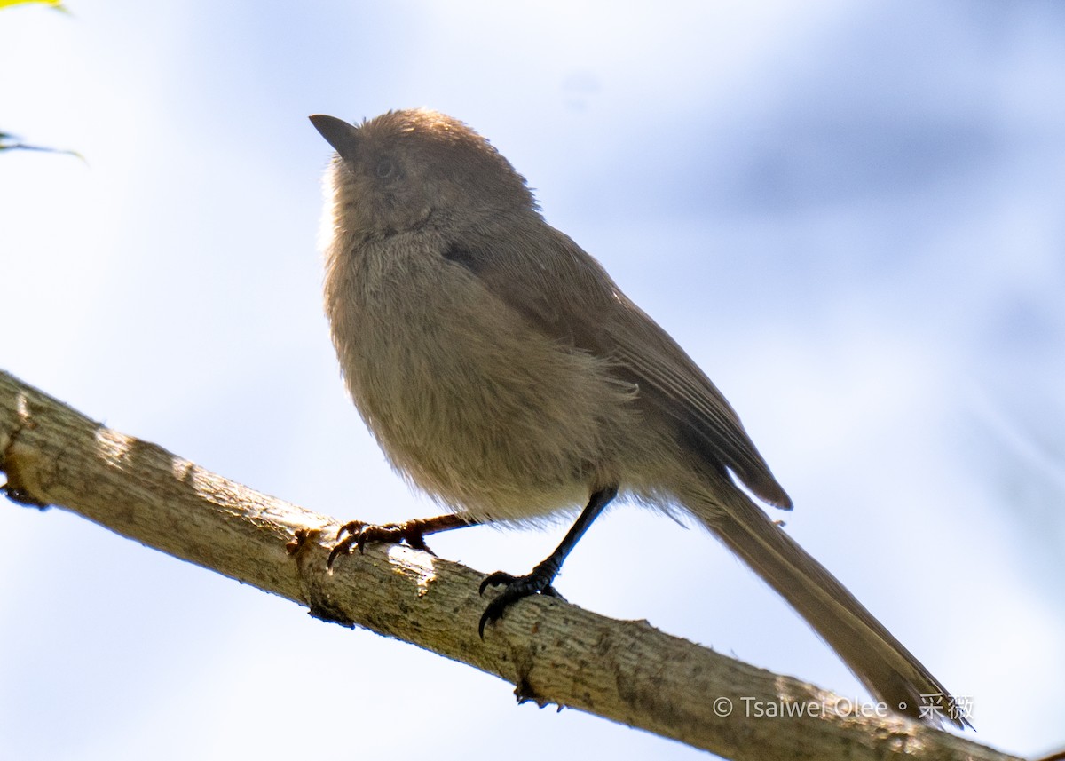 Bushtit - Tsaiwei Olee