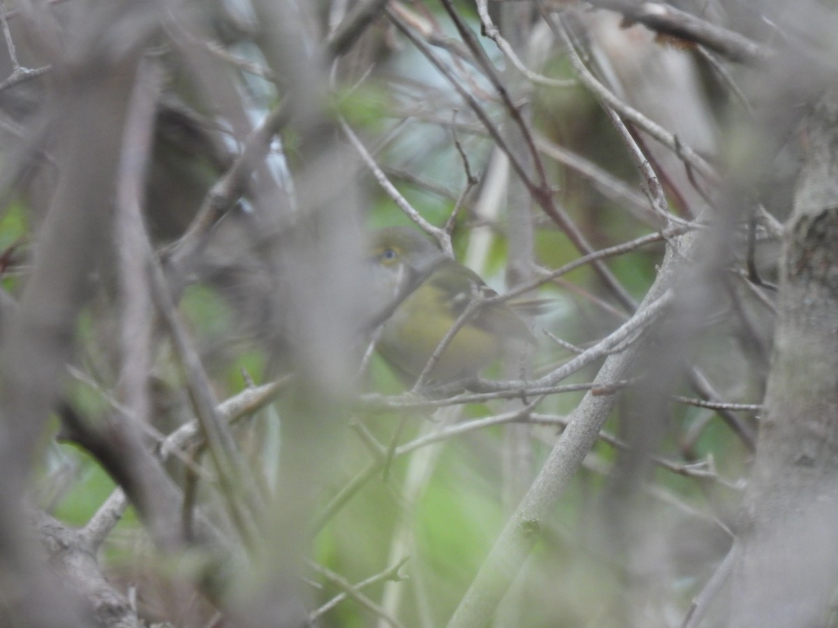 White-eyed Vireo - Jay Solanki