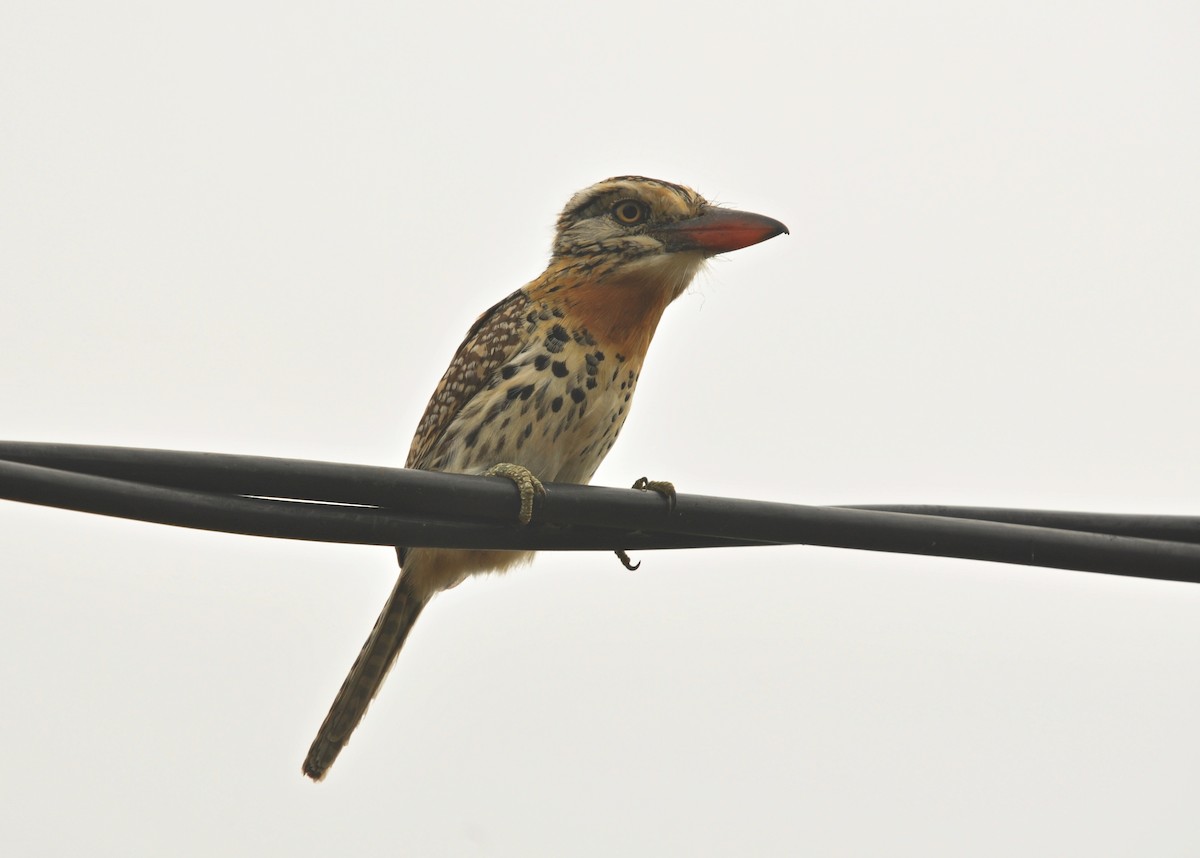 Spot-backed Puffbird - ML618855210