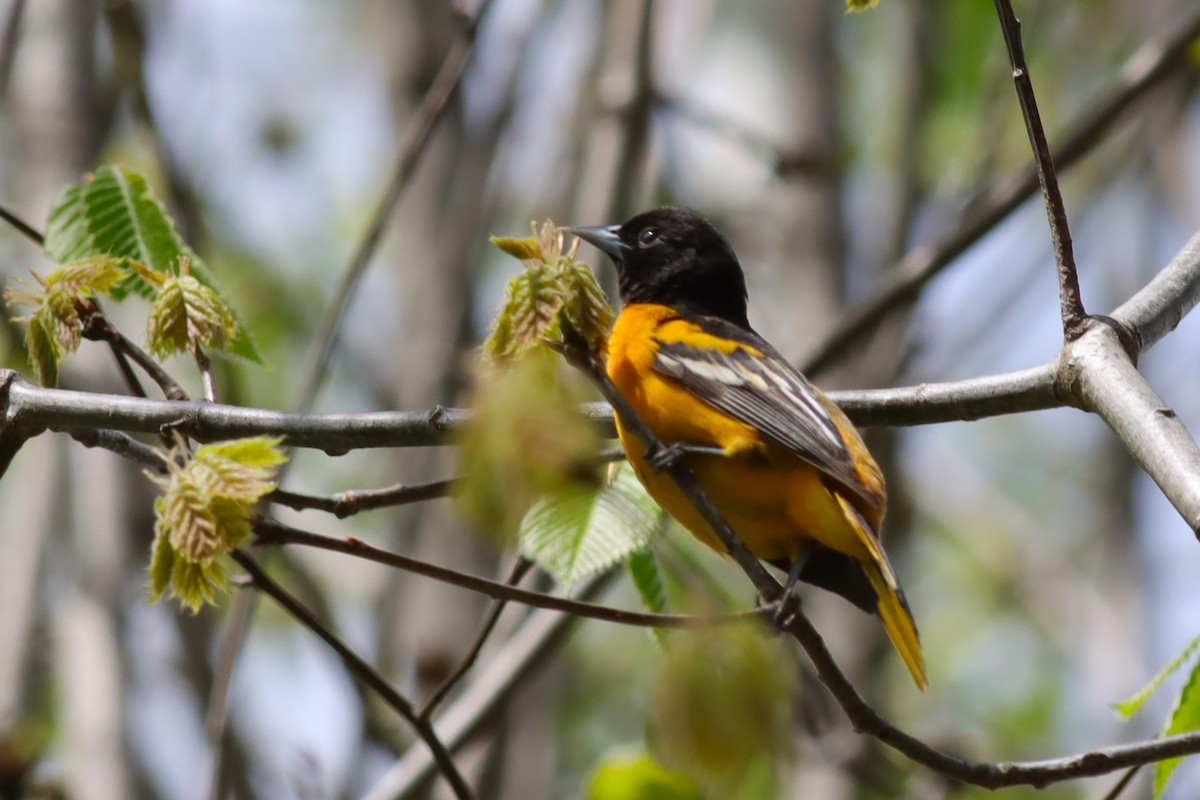 Baltimore Oriole - Margaret Viens