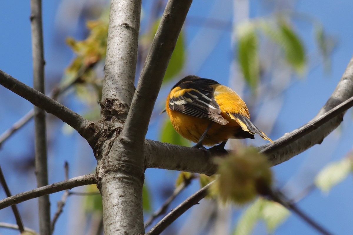 Baltimore Oriole - Margaret Viens