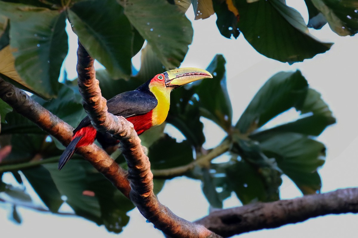 Red-breasted Toucan - Thiane Melen