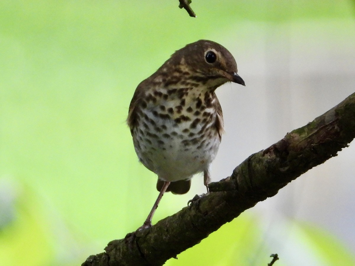 Swainson's Thrush - Rhonda Weiss