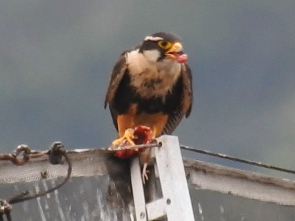 Aplomado Falcon - Fernando Nunes