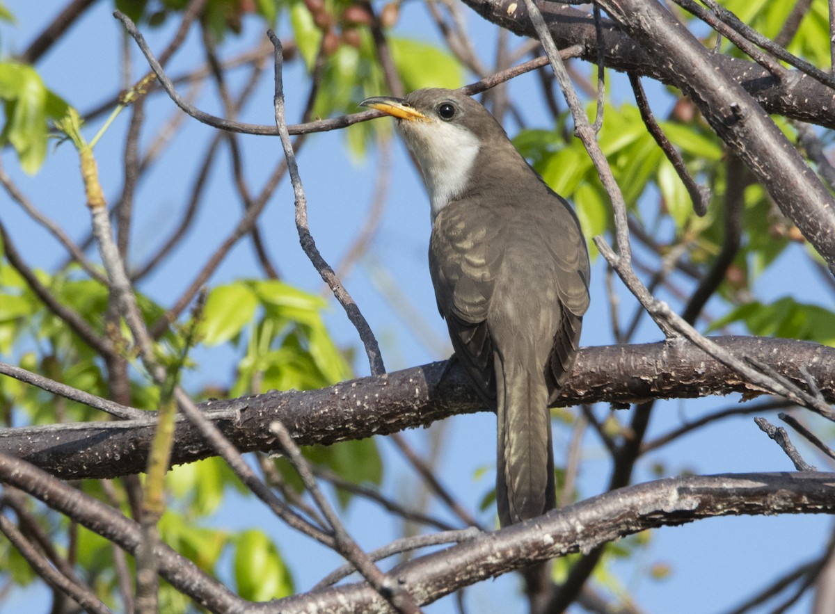 Mangrove Cuckoo - Denny Swaby