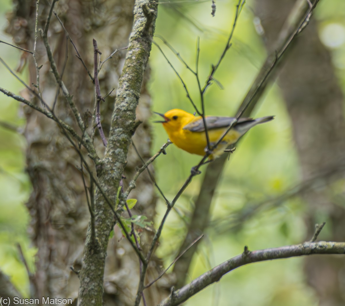 Prothonotary Warbler - ML618855258
