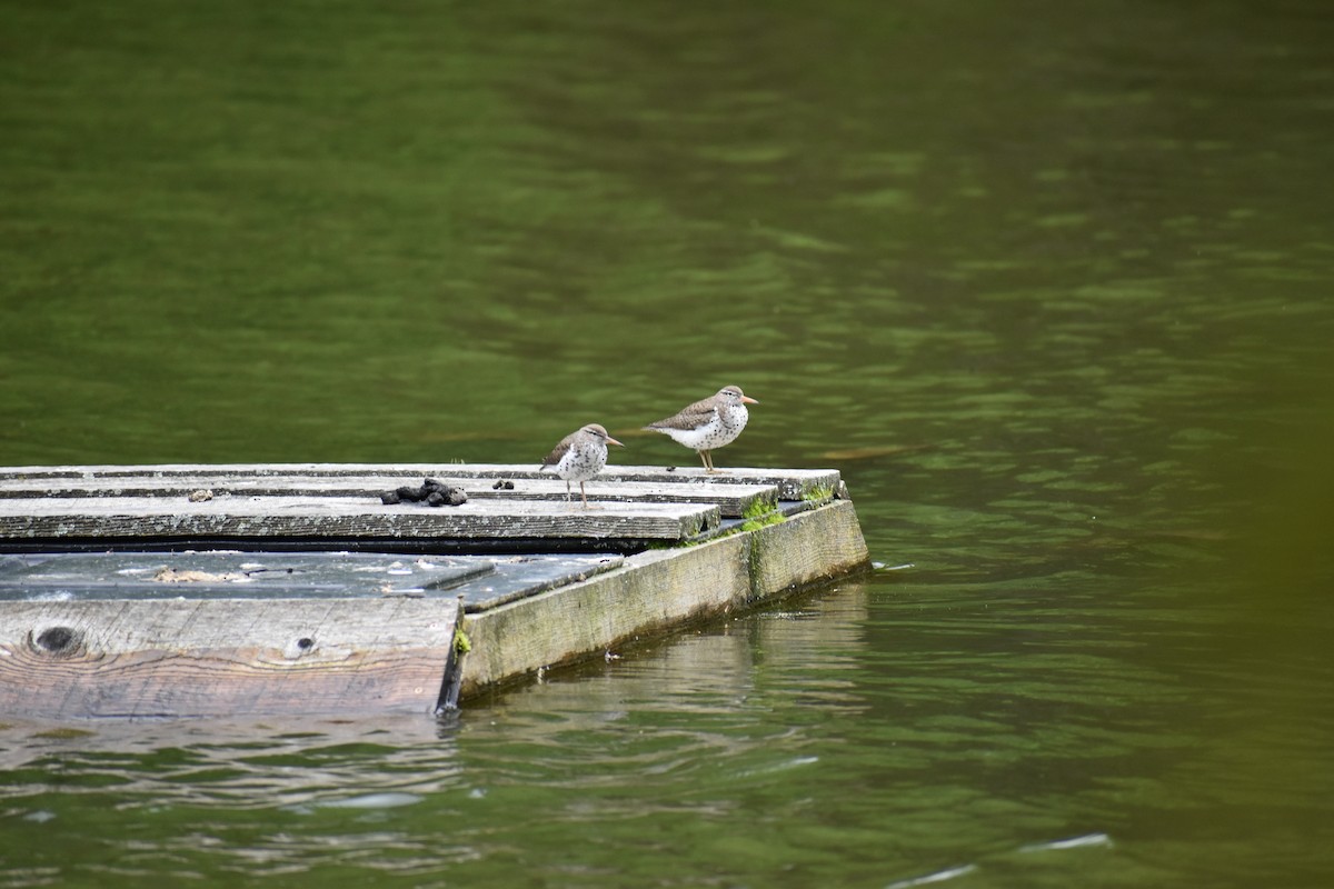 Spotted Sandpiper - ML618855263