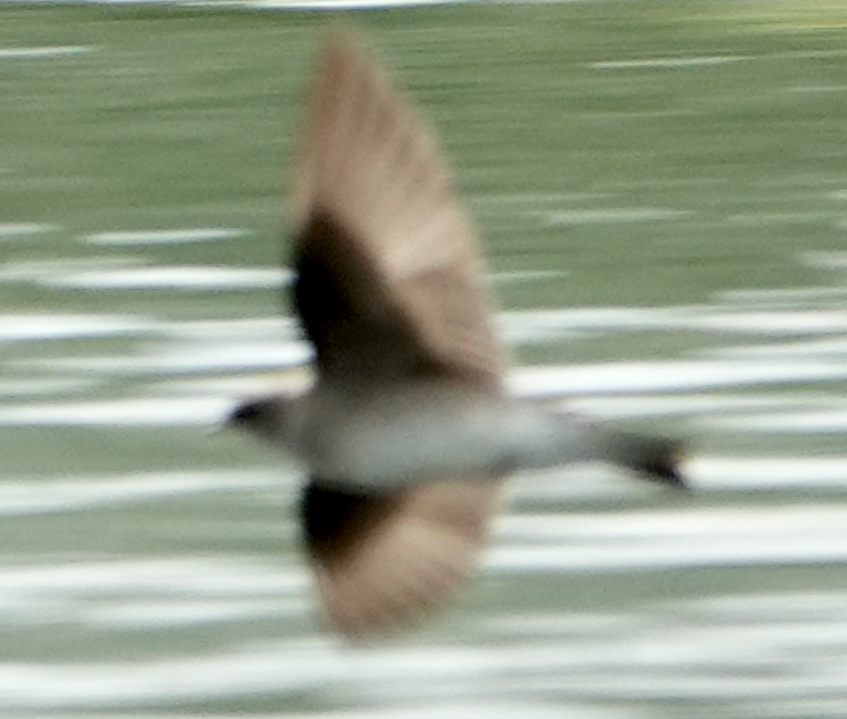 Northern Rough-winged Swallow - ML618855269